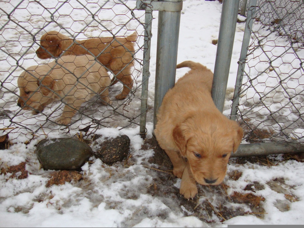 Snow pups learn how to enter their playpen.